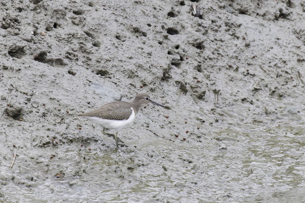 Common Sandpiper - ML612838541