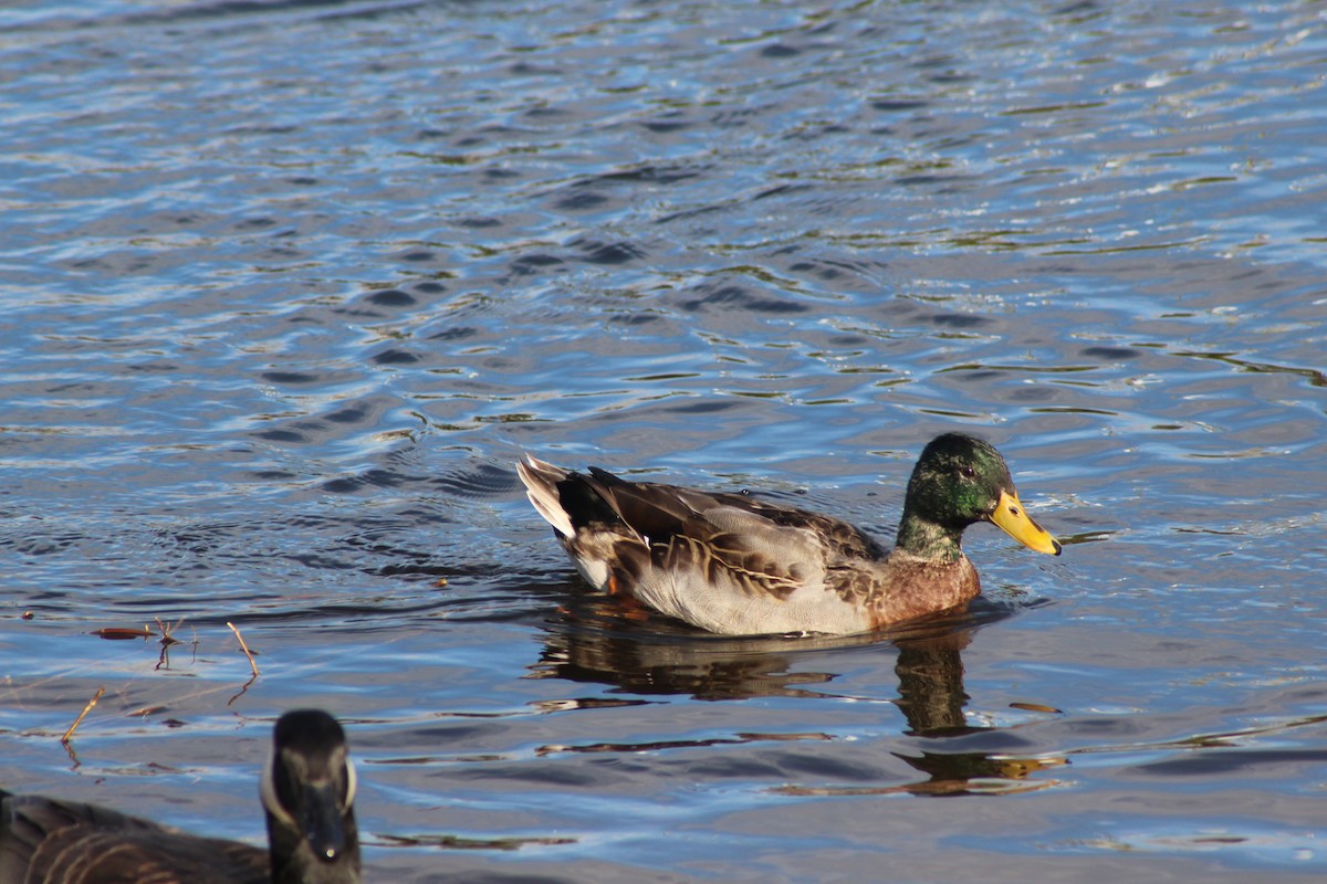 Canard colvert - ML612838589