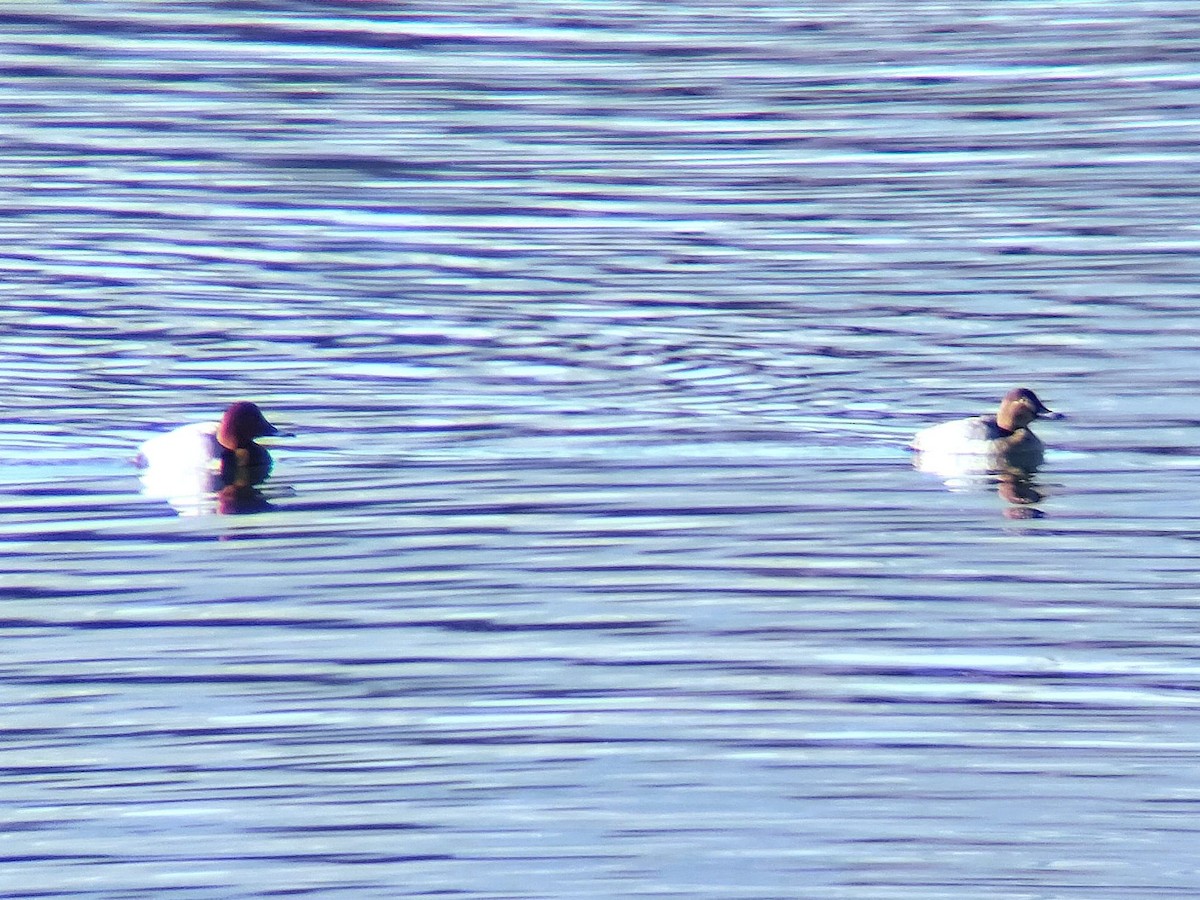 Common Pochard - ML612838595