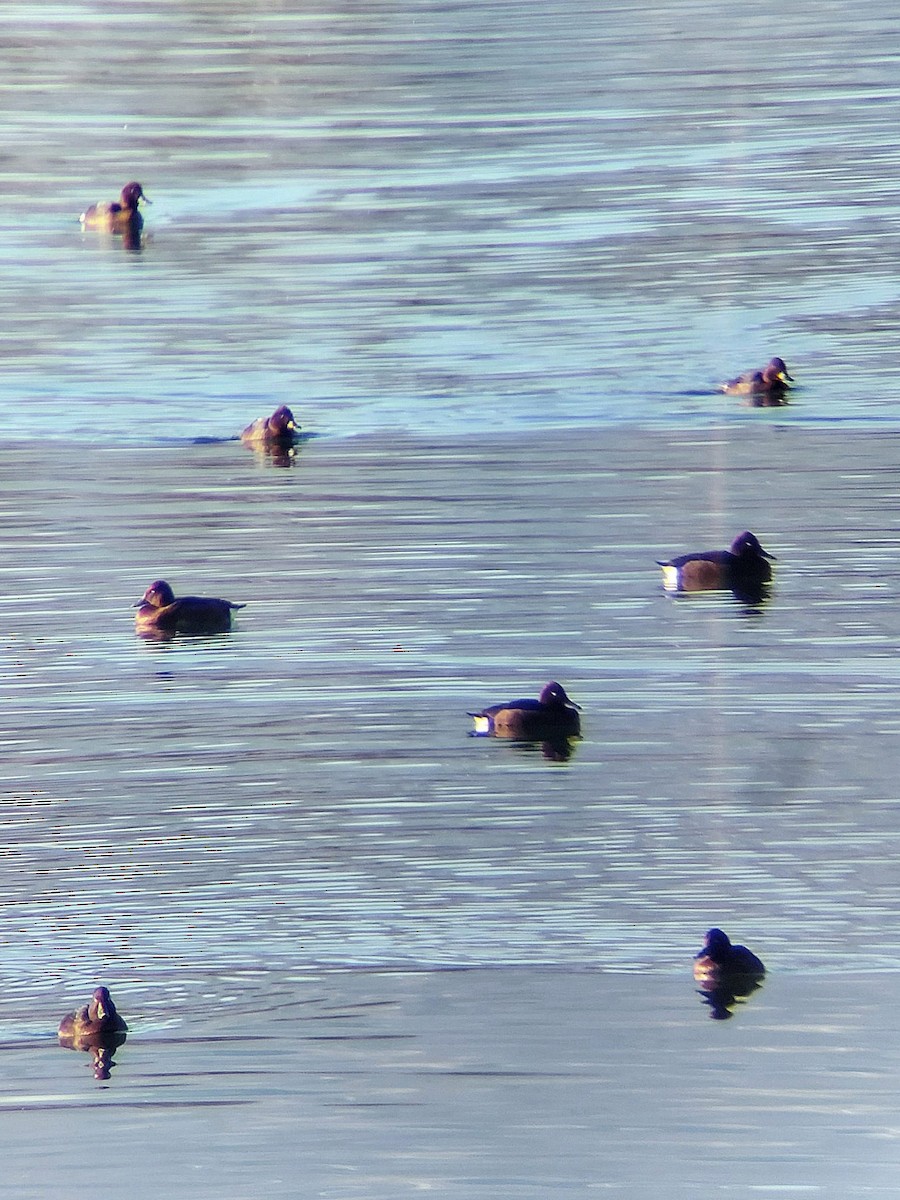 Ferruginous Duck - Aurora Varda