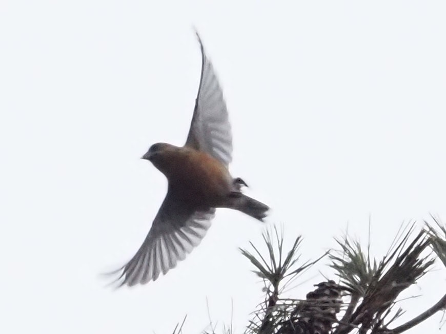 Red Crossbill - ML612838638