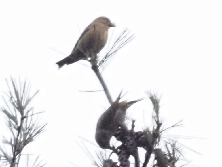 Red Crossbill - ML612838639
