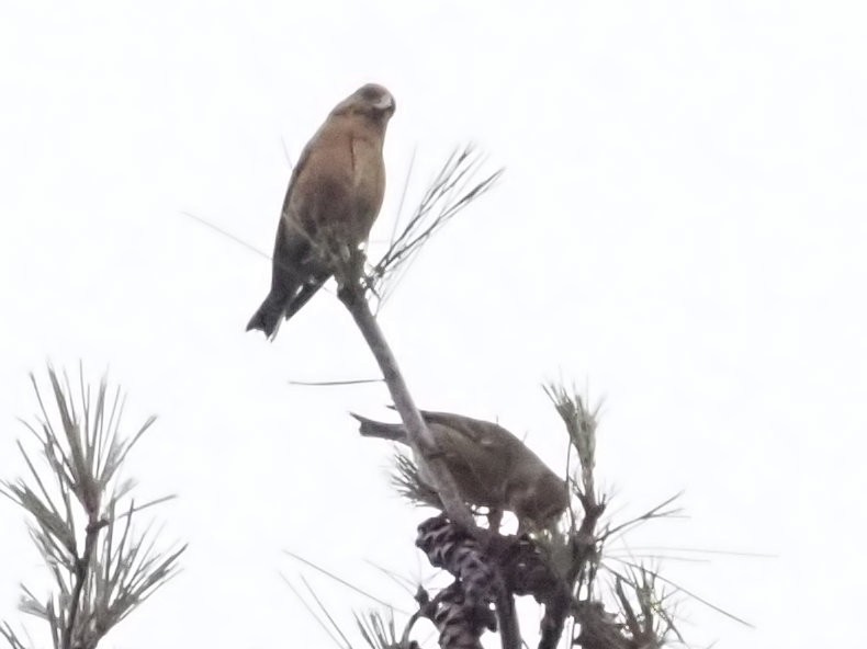 Red Crossbill - ML612838640