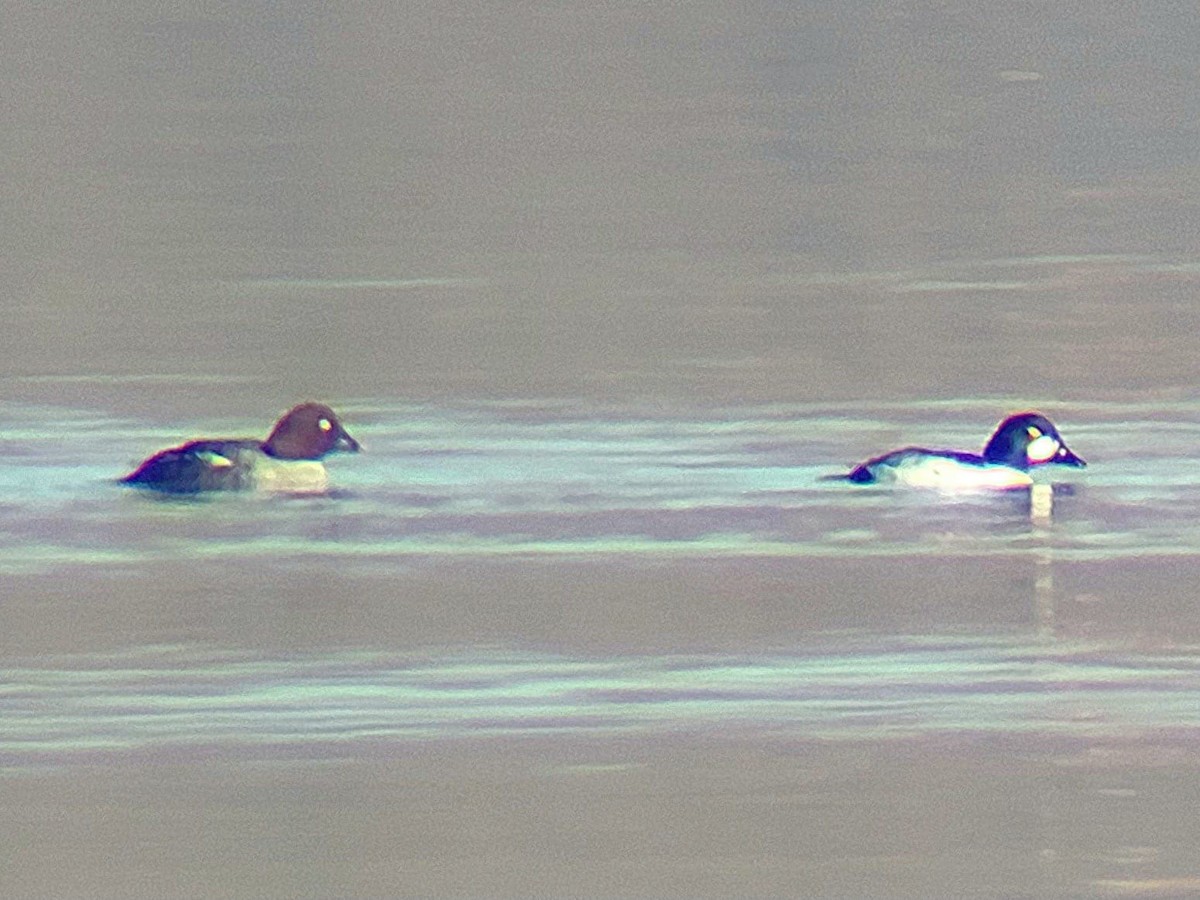 Common Goldeneye - Aurora Varda