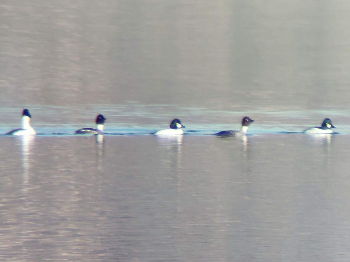 Common Goldeneye - ML612838652