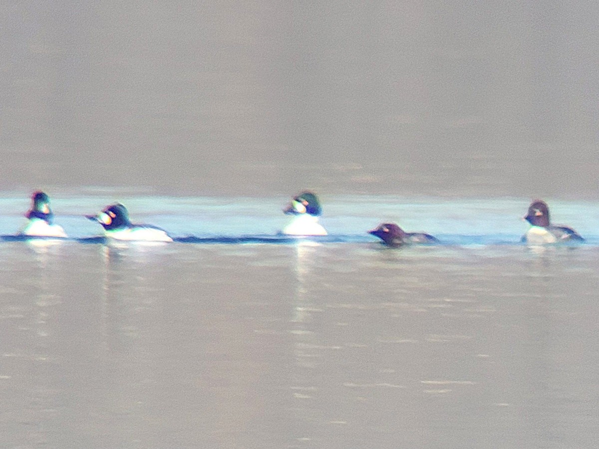 Common Goldeneye - ML612838653