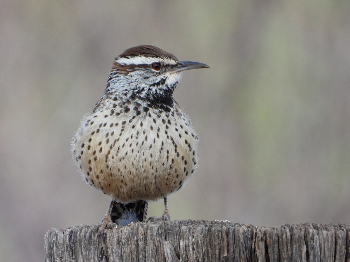 Cactus Wren - ML612838674