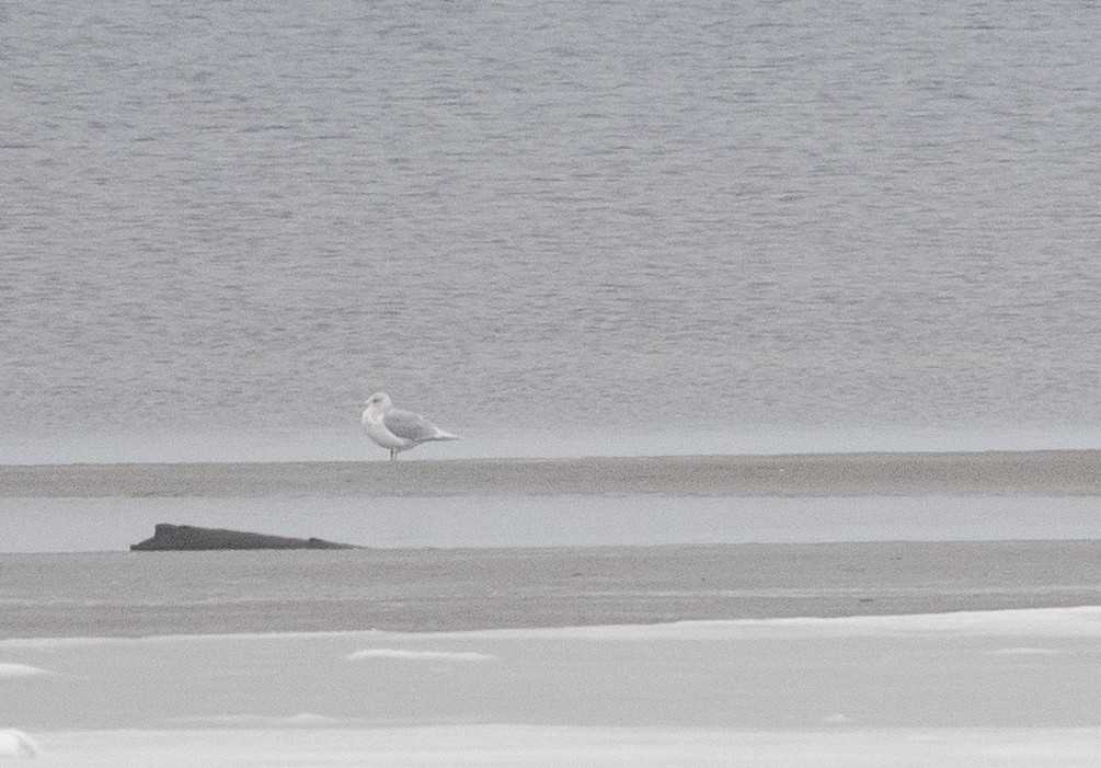 Iceland Gull - ML612838681