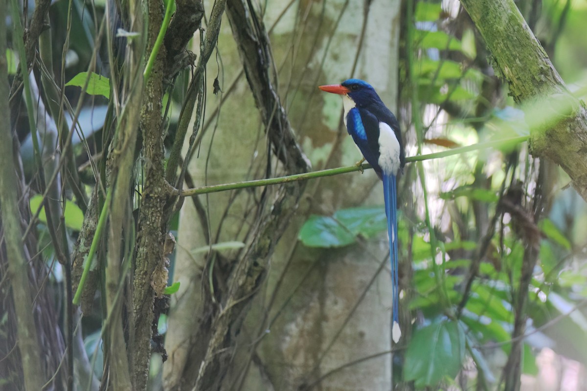 Common Paradise-Kingfisher - Vincent van der Spek