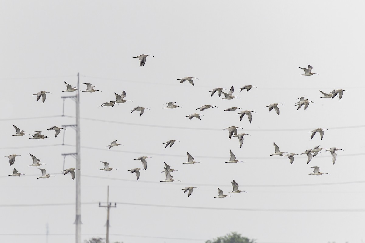 Eurasian Curlew - ML612838751