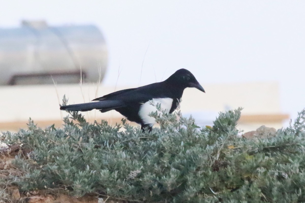 Asir Magpie - ML612838754