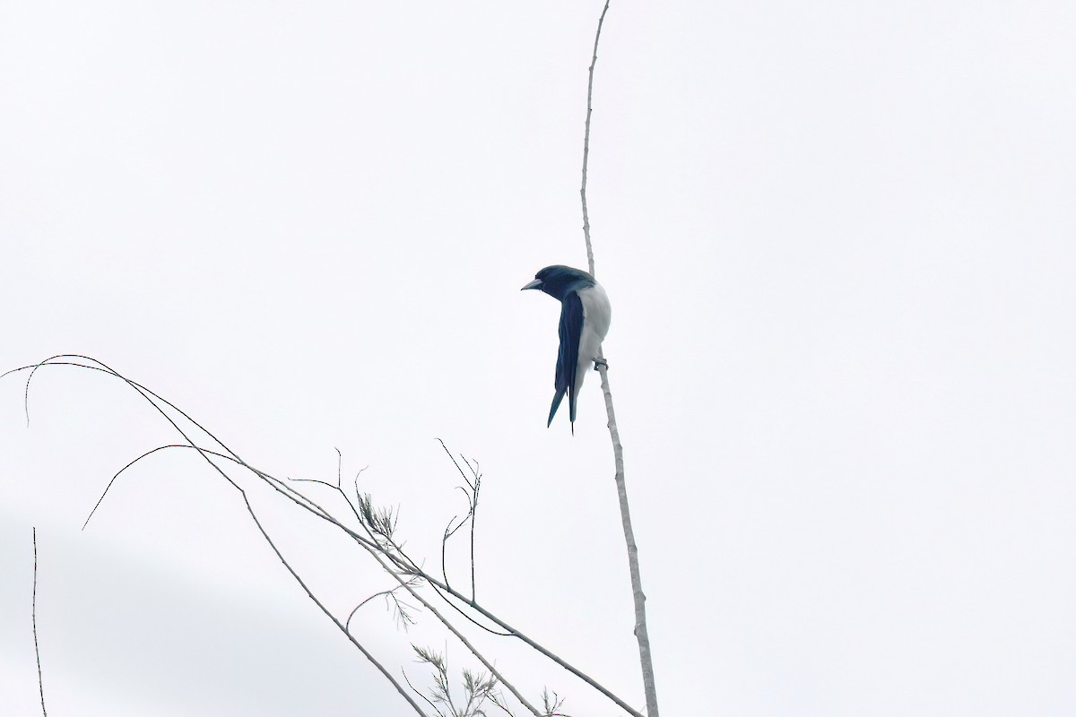 Great Woodswallow - Vincent van der Spek