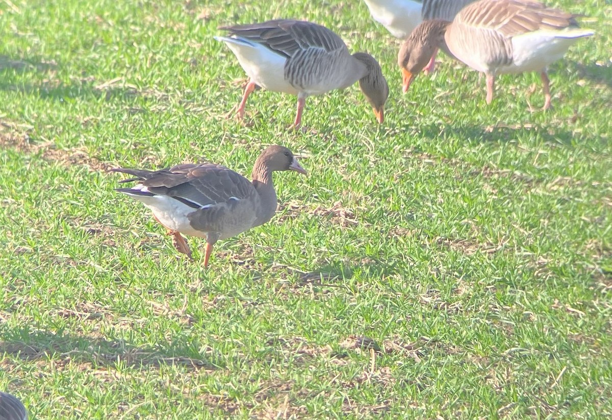 Greater White-fronted Goose - ML612838770