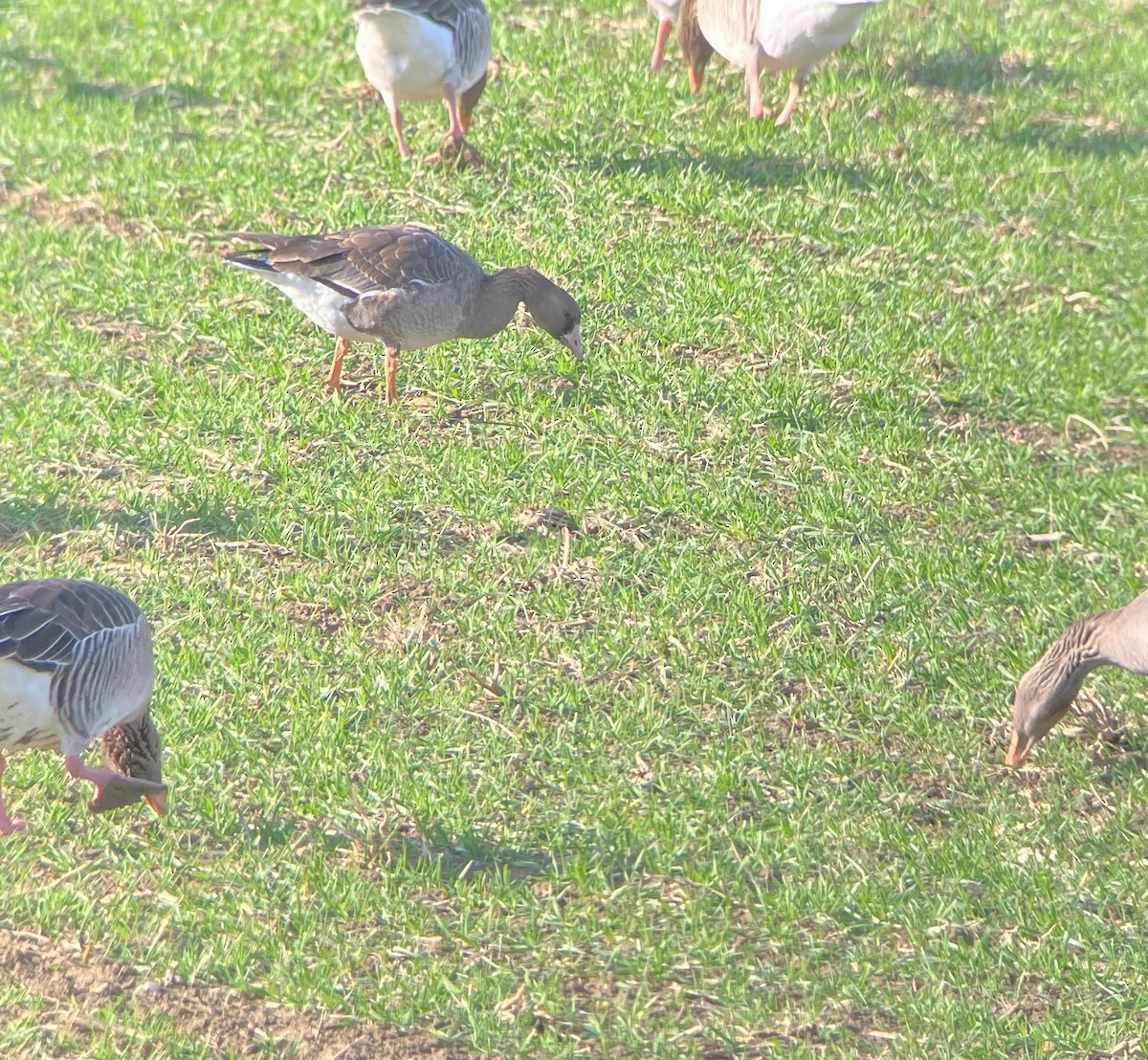 Greater White-fronted Goose - ML612838772