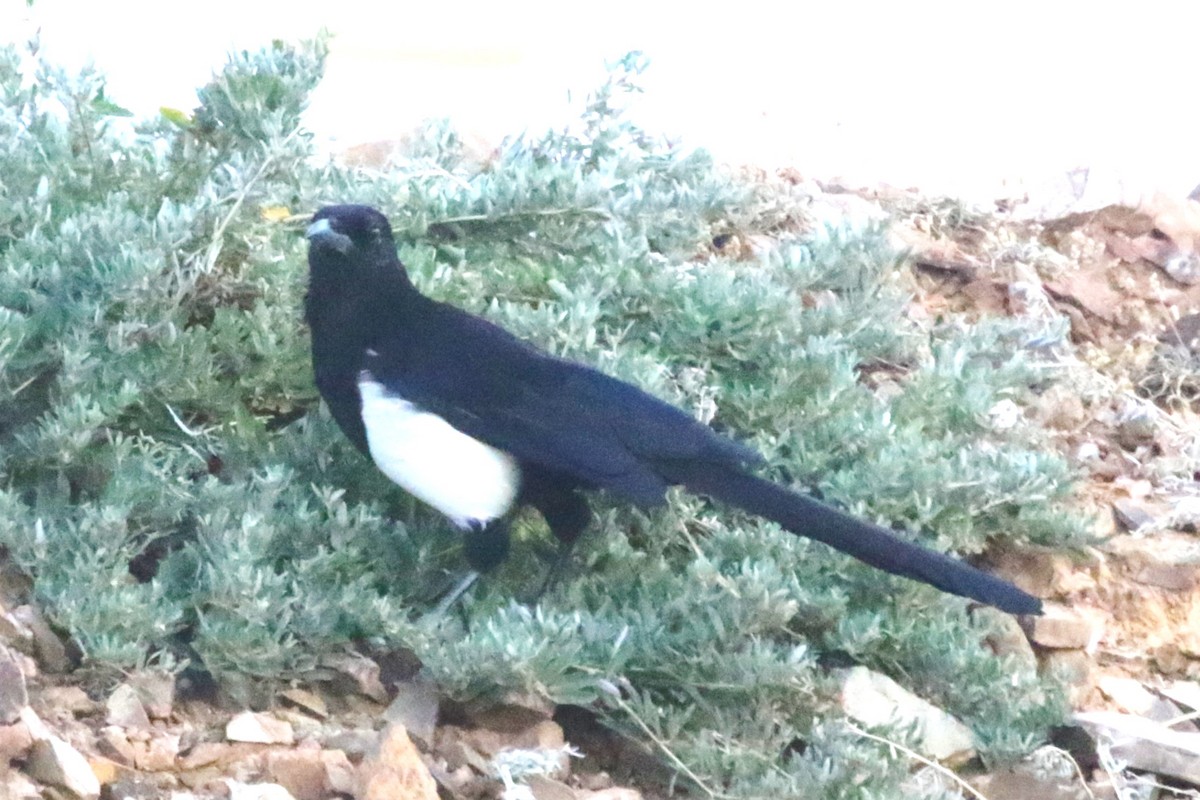 Asir Magpie - ML612838773