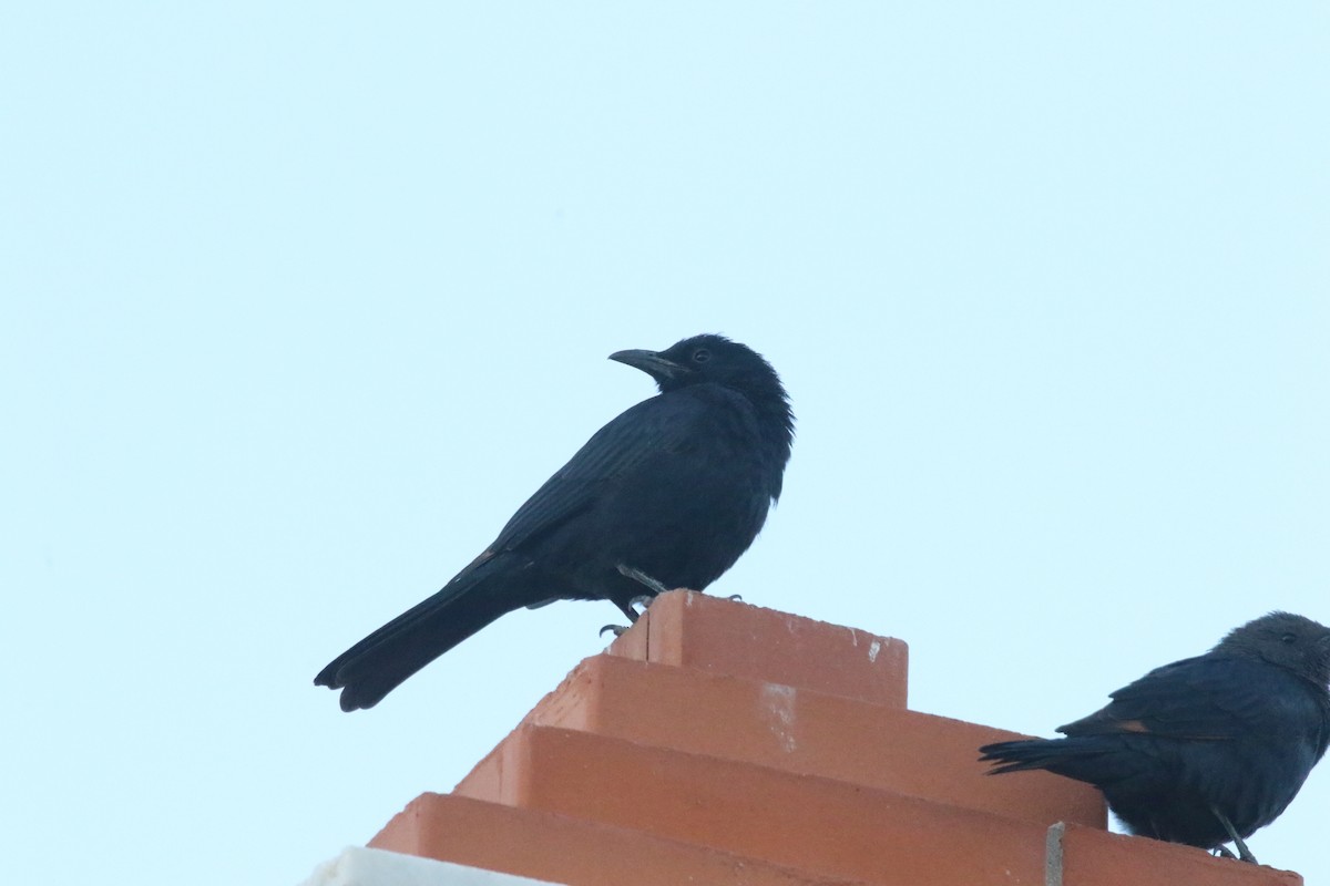 Tristram's Starling - ML612838860