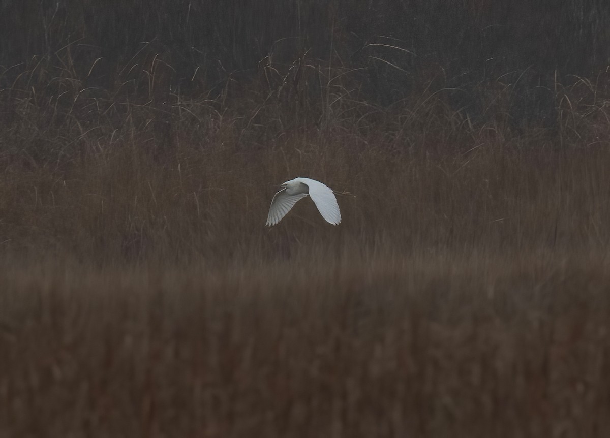 Snowy Egret - Ronnie d'Entremont