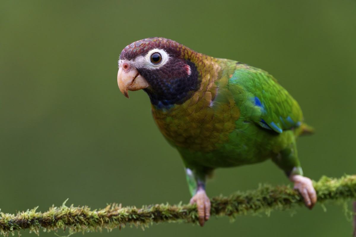 Brown-hooded Parrot - Jeff Hapeman