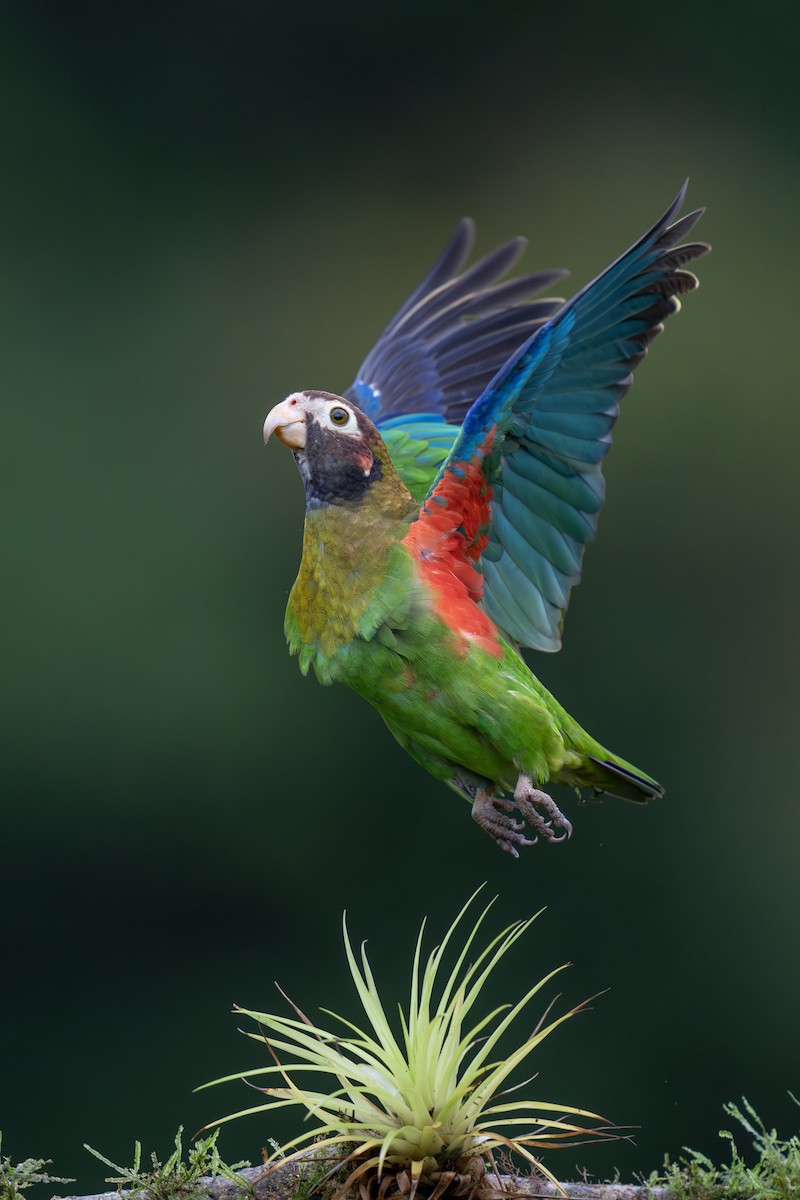 Brown-hooded Parrot - Jeff Hapeman