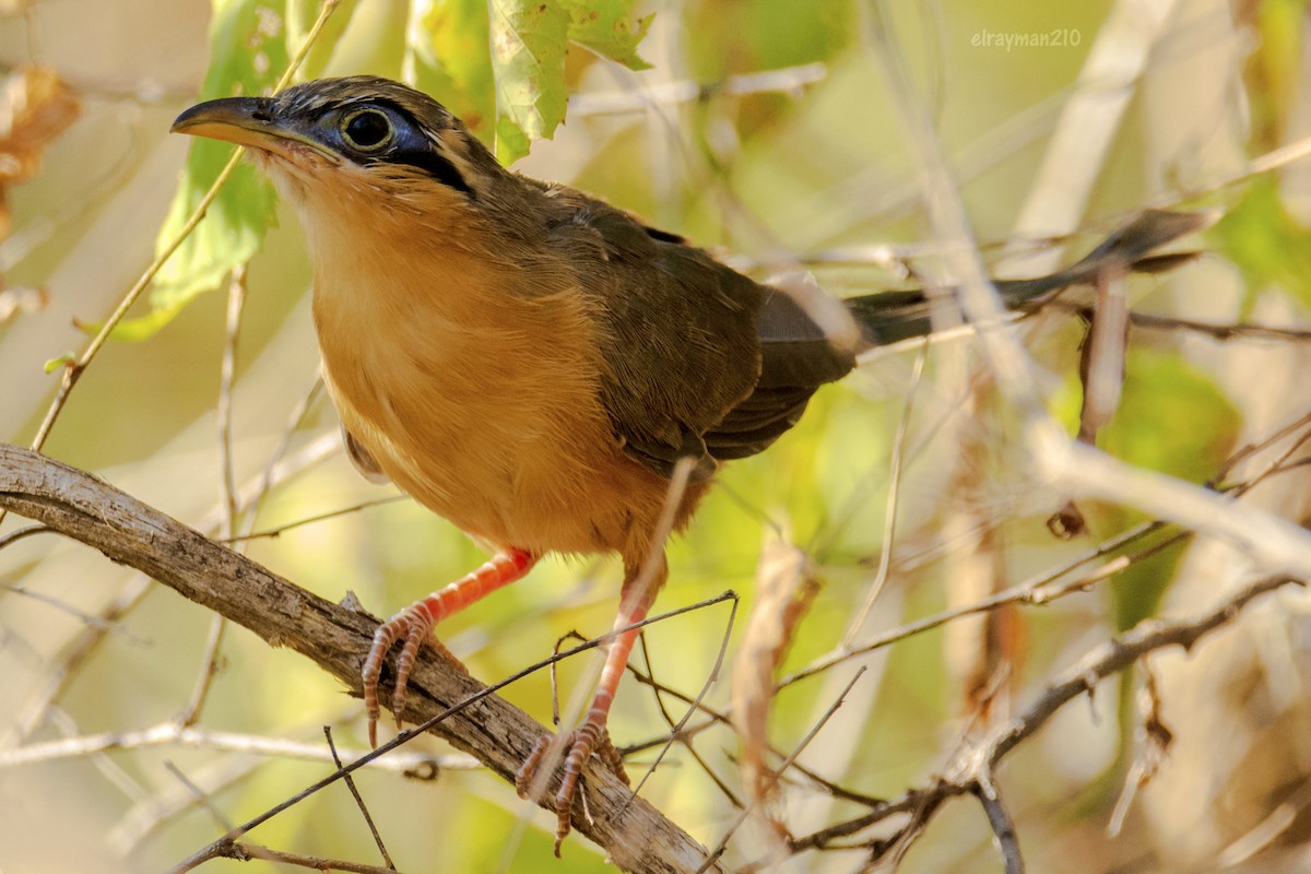 チビミチバシリ - ML612838903