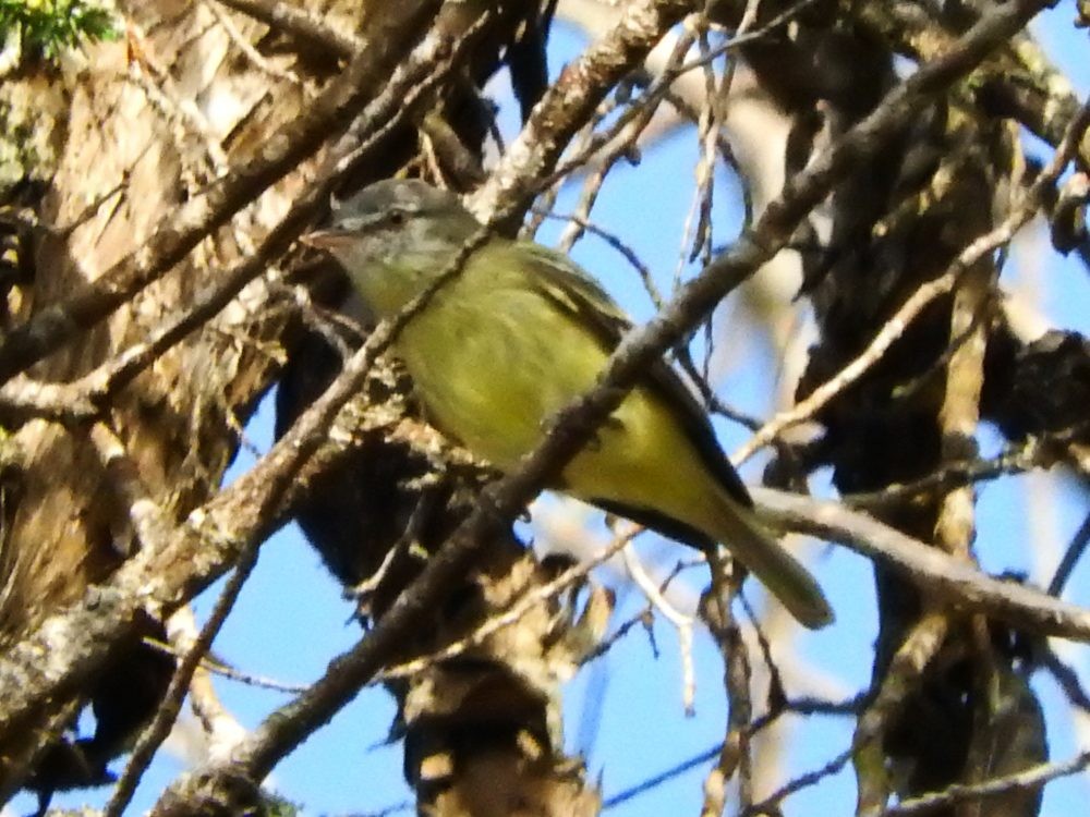 White-fronted Tyrannulet - ML612838917