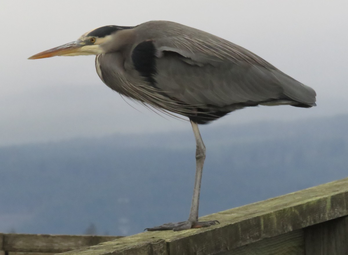 Great Blue Heron - ML612838990