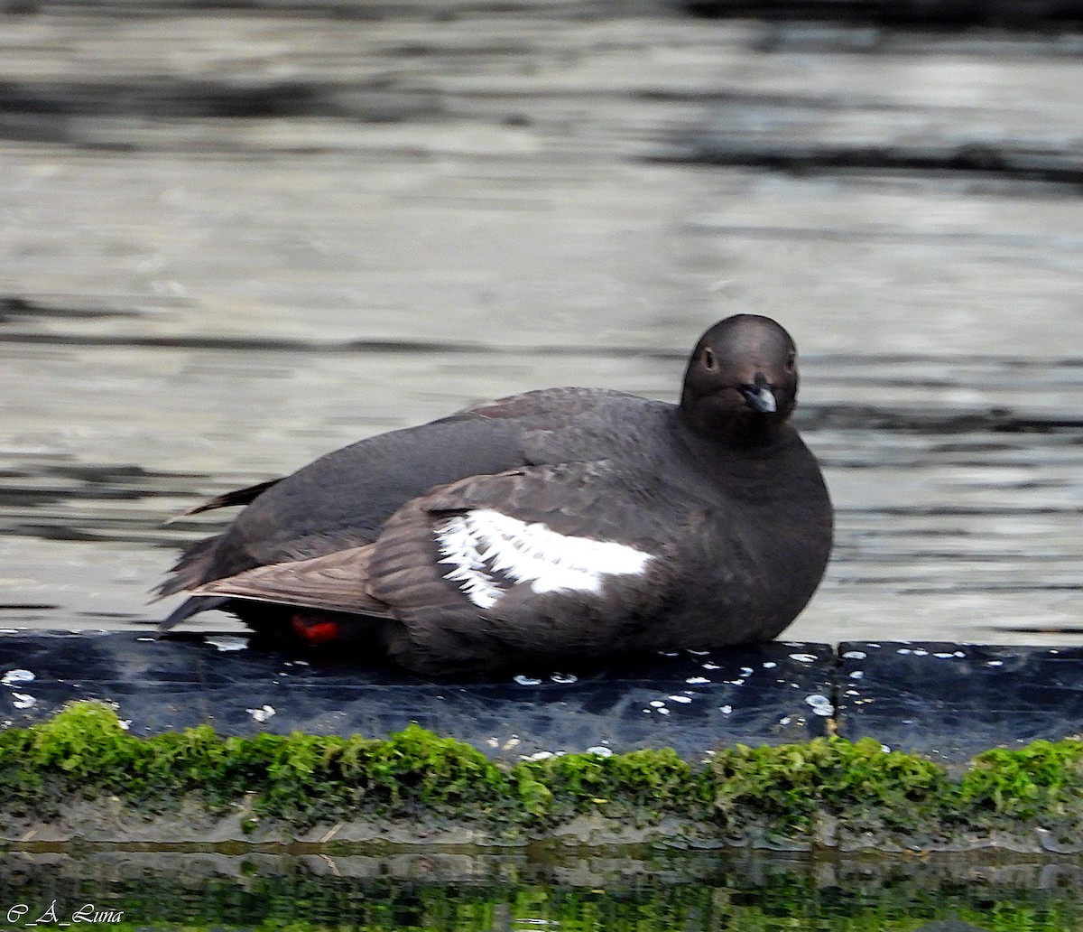 Pigeon Guillemot - ML612838998