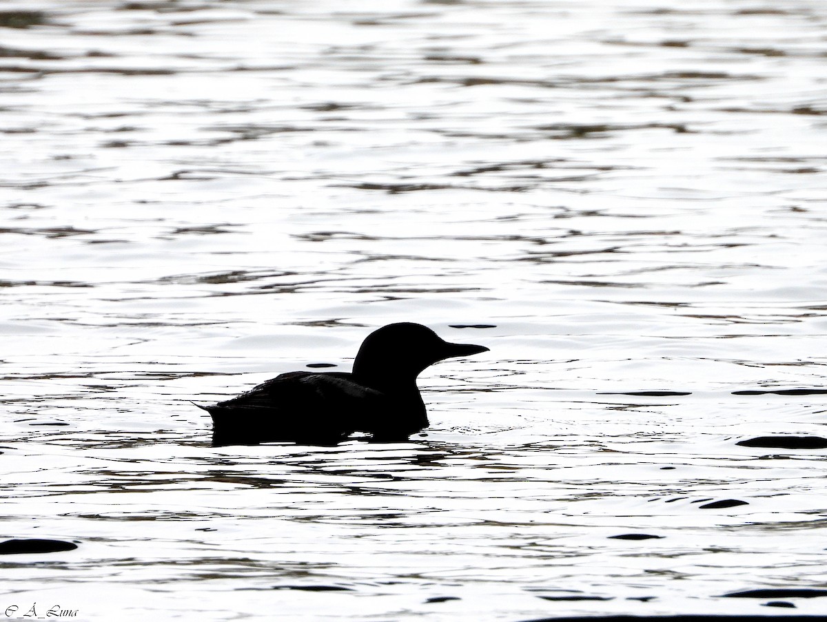 Pigeon Guillemot - Clara Álvarez Luna