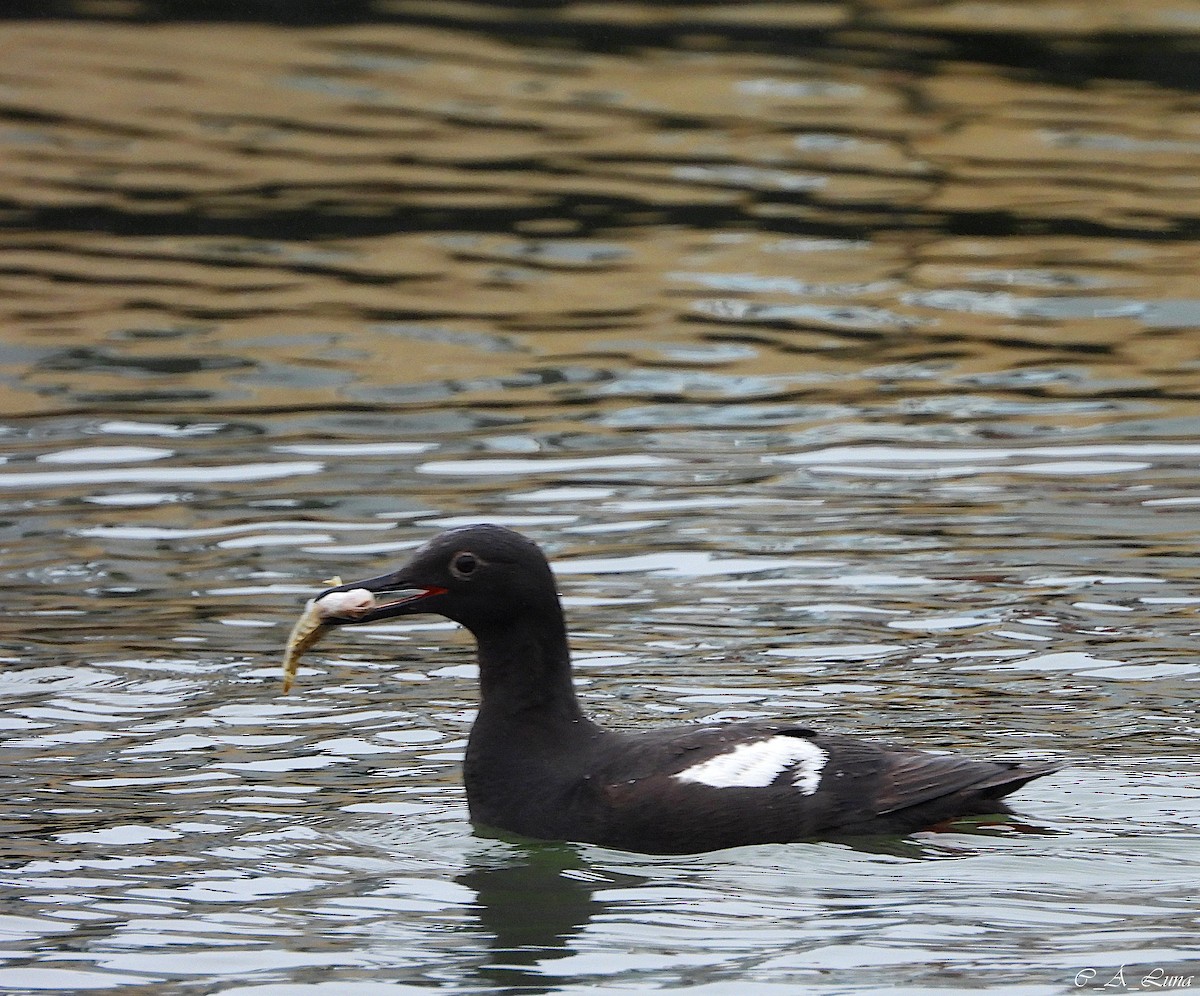 Pigeon Guillemot - ML612839000