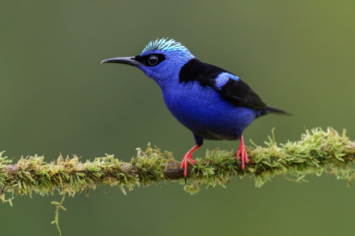 Red-legged Honeycreeper - Jeff Hapeman