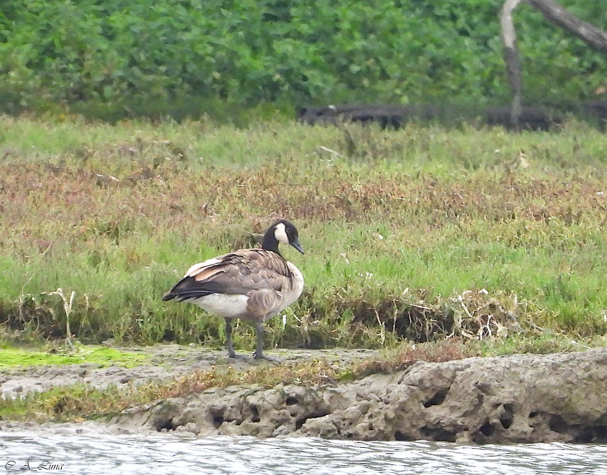 Canada Goose - ML612839039