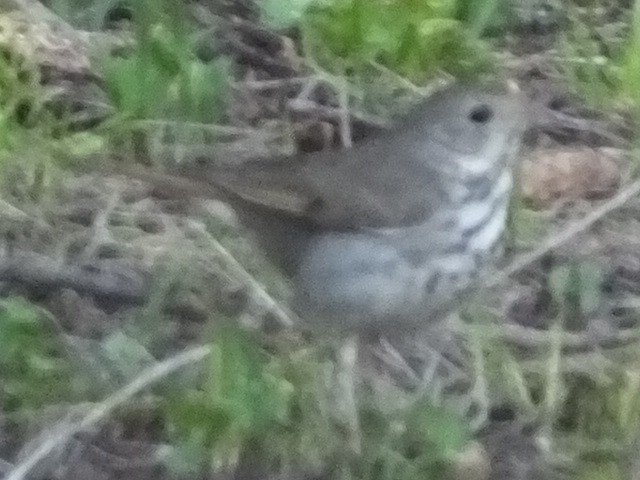 Hermit Thrush - ML612839041