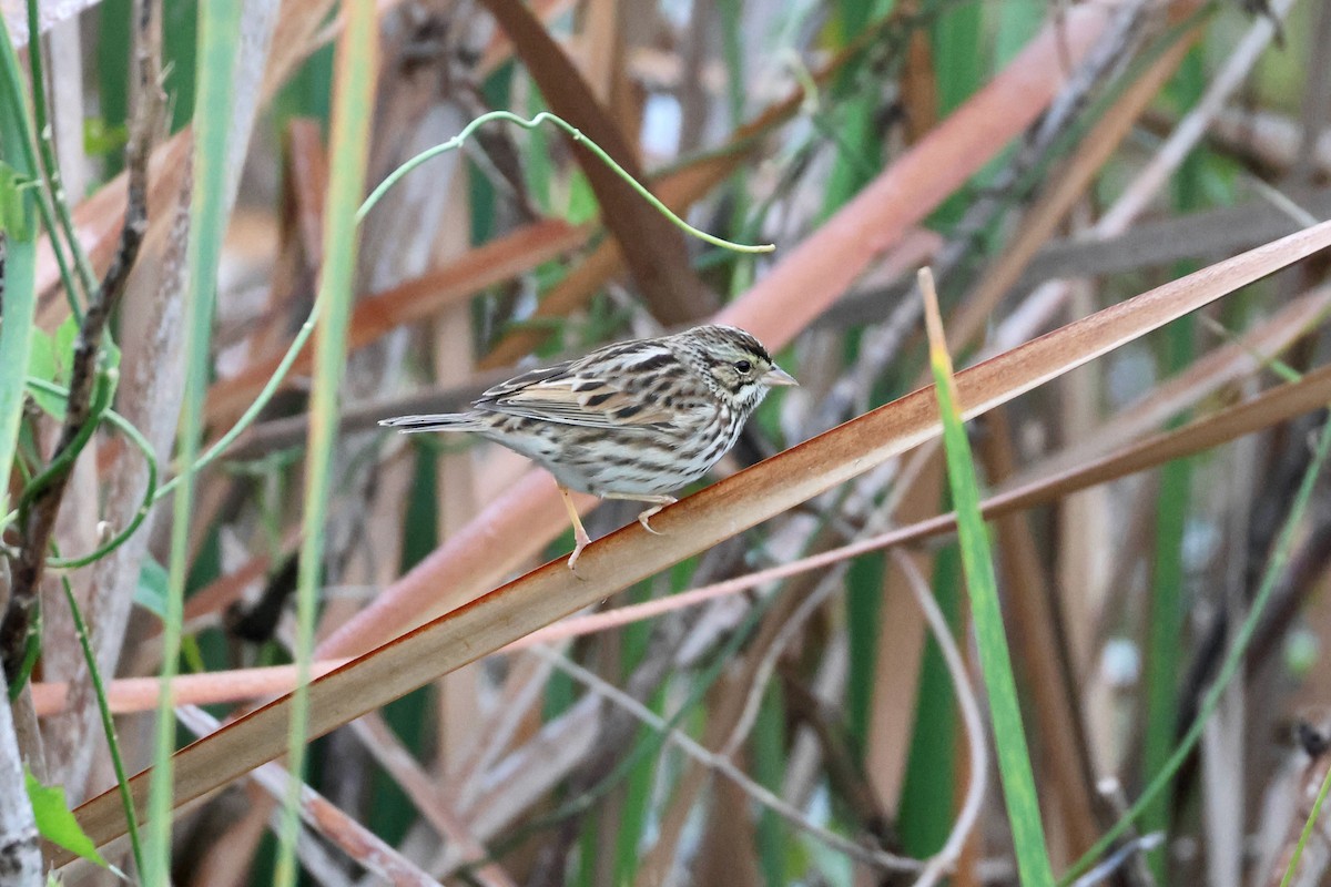 Savannah Sparrow - ML612839046