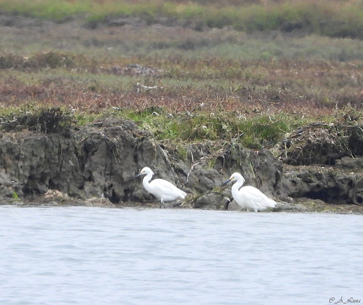 Snowy Egret - ML612839058