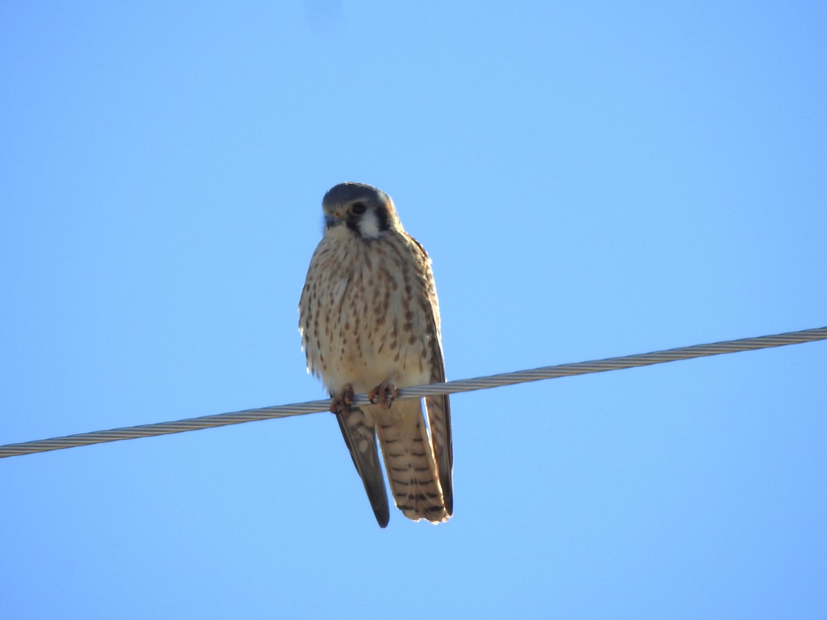 American Kestrel - ML612839063