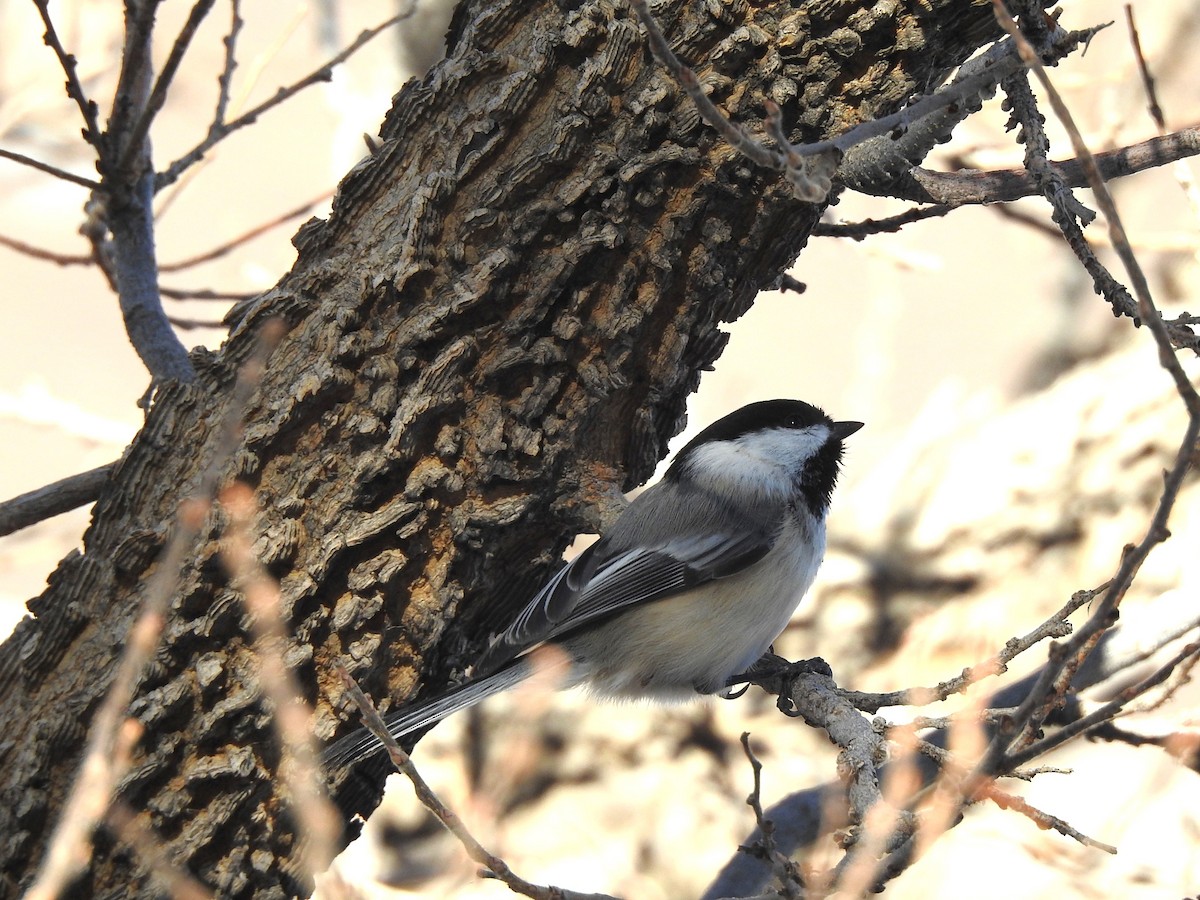 Black-capped Chickadee - ML612839071