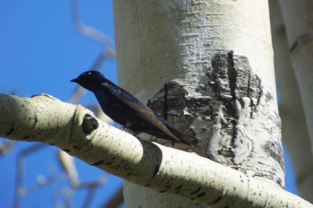 Purple Martin - ML612839072