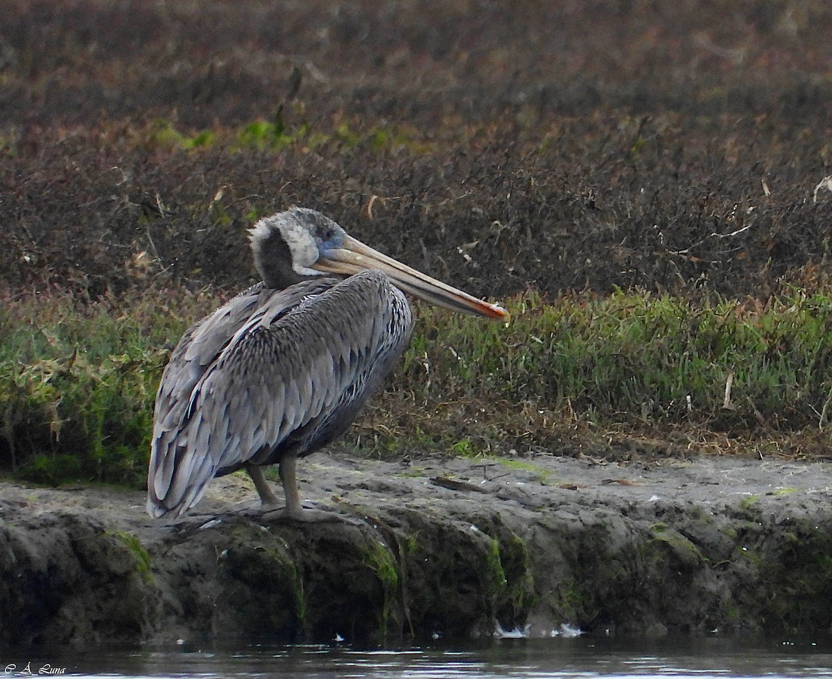 Brown Pelican - ML612839080