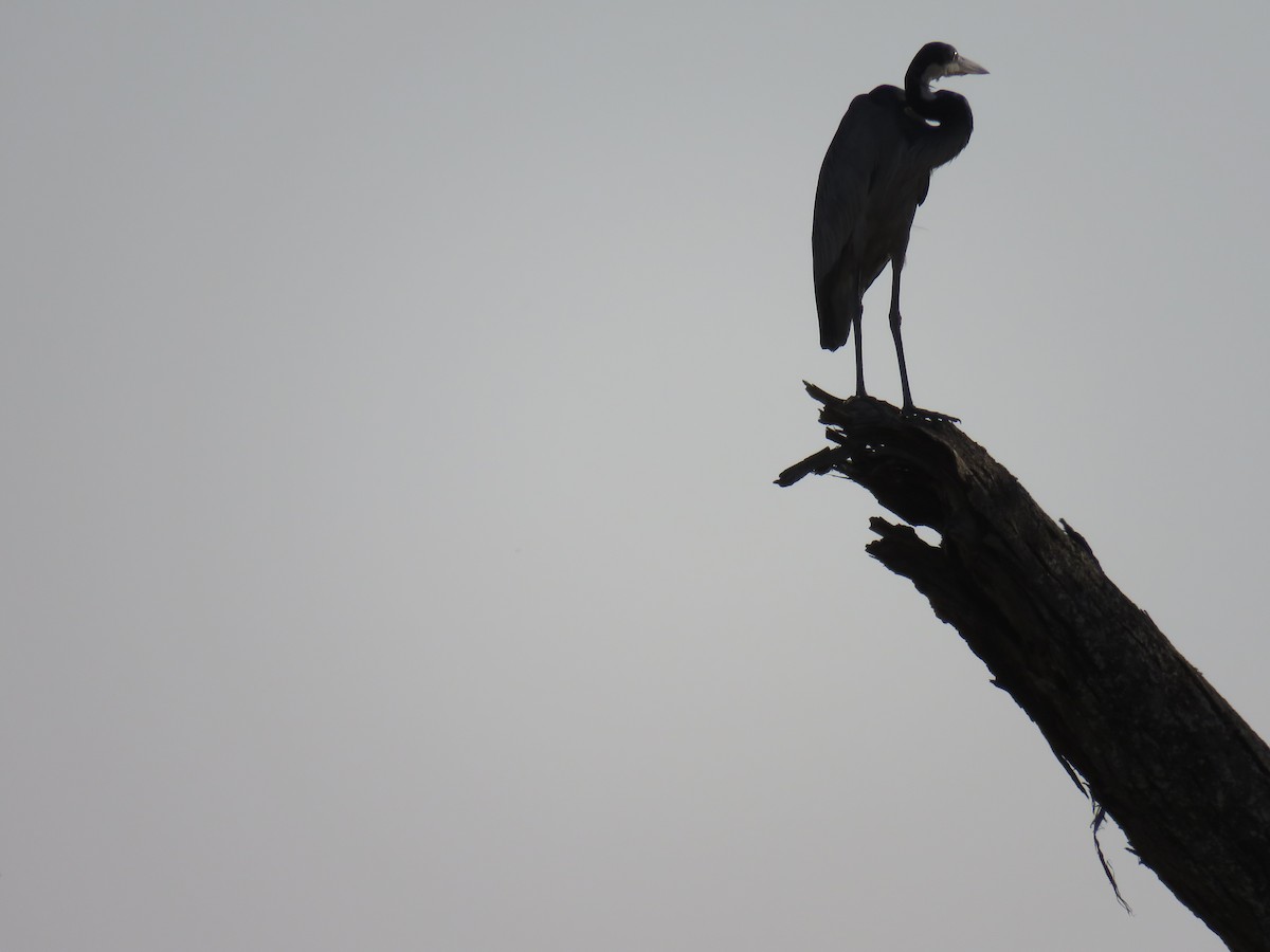 Black-headed Heron - ML612839103