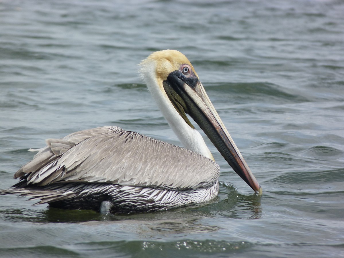 pelikán hnědý - ML612839136