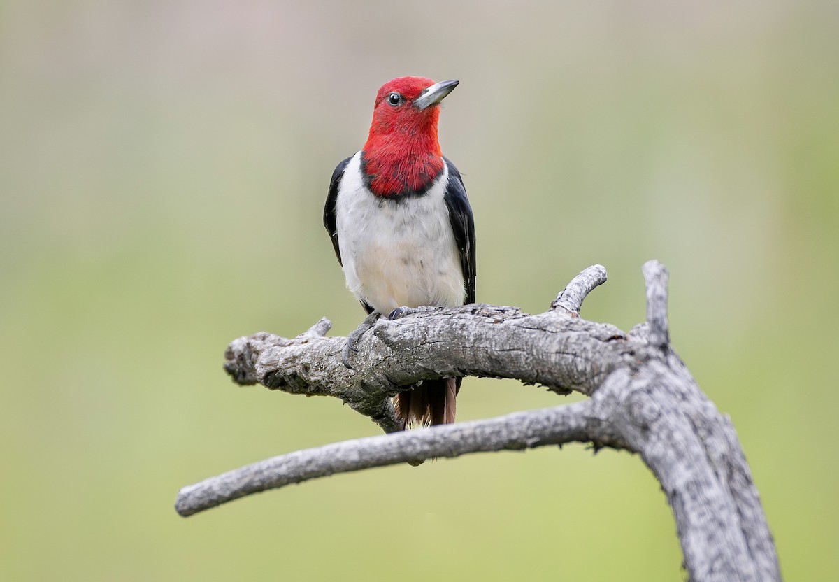 Red-headed Woodpecker - Brian Genge
