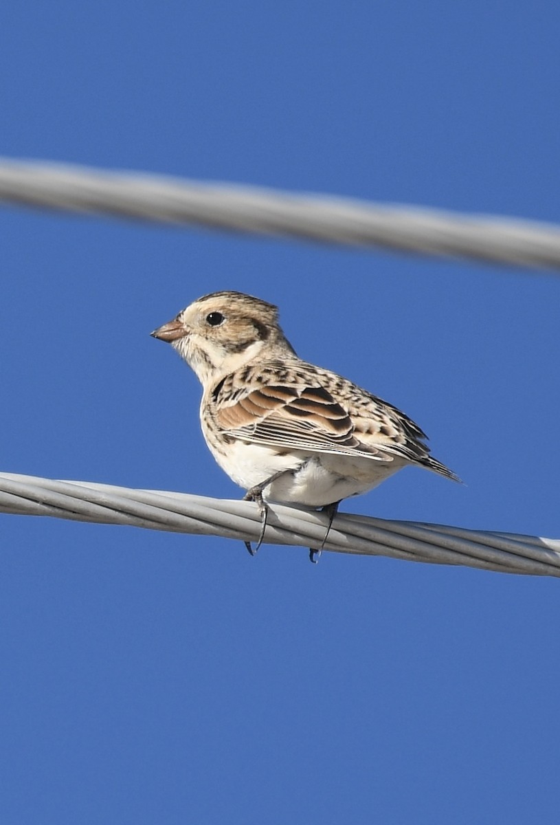 Lapland Longspur - Josh Bruening