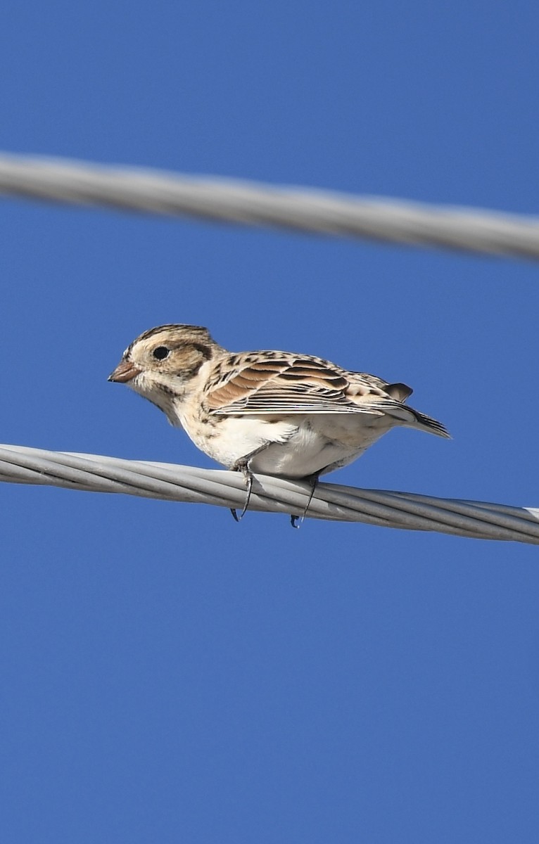 Lapland Longspur - Josh Bruening