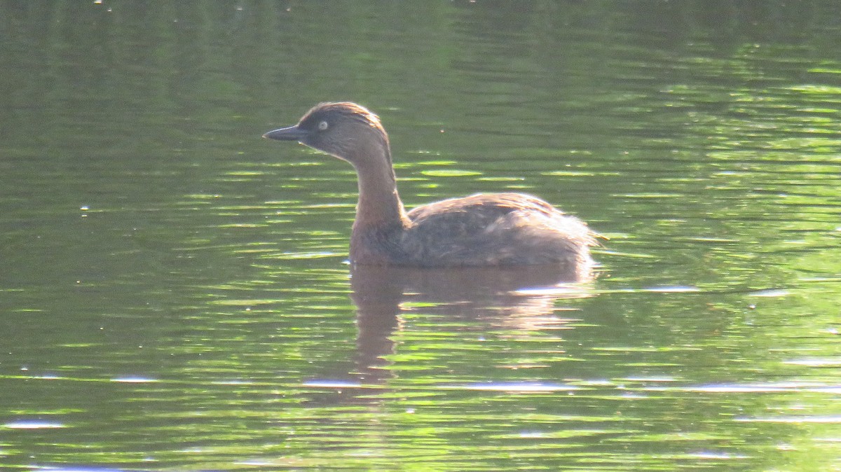 New Zealand Grebe - ML612839339