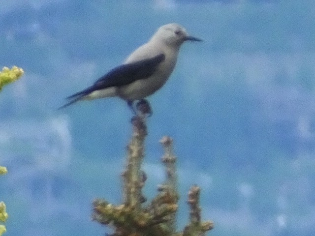 Clark's Nutcracker - Dave Hanscom