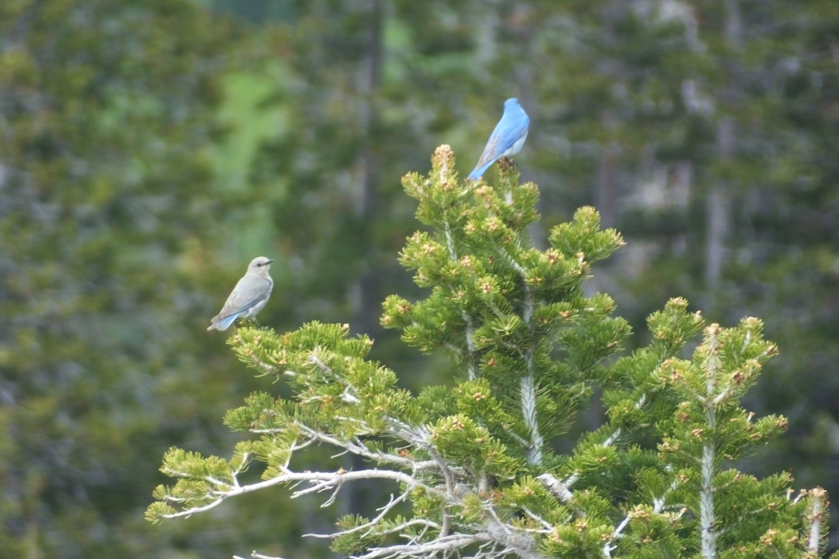 Mountain Bluebird - ML612839377