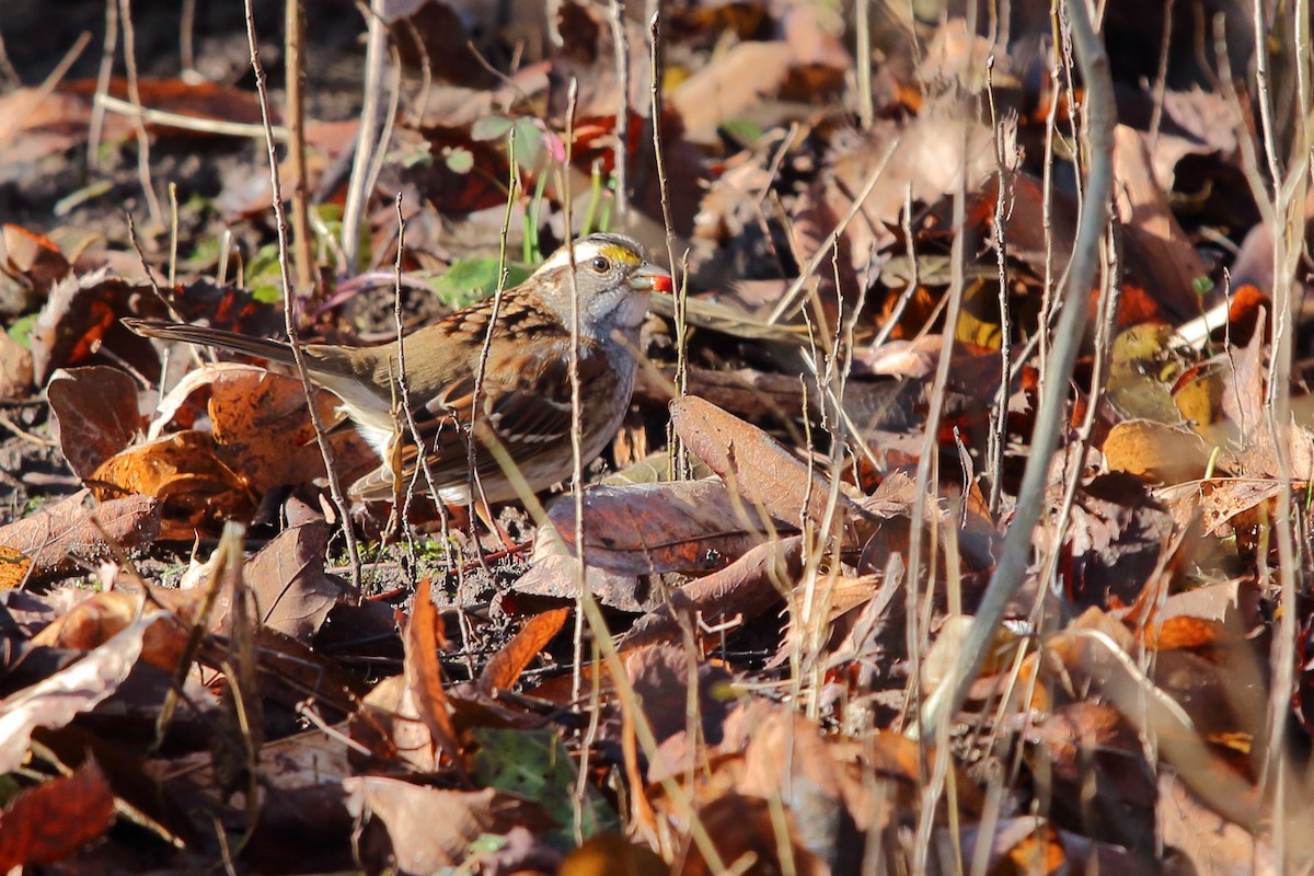 White-throated Sparrow - ML612839432