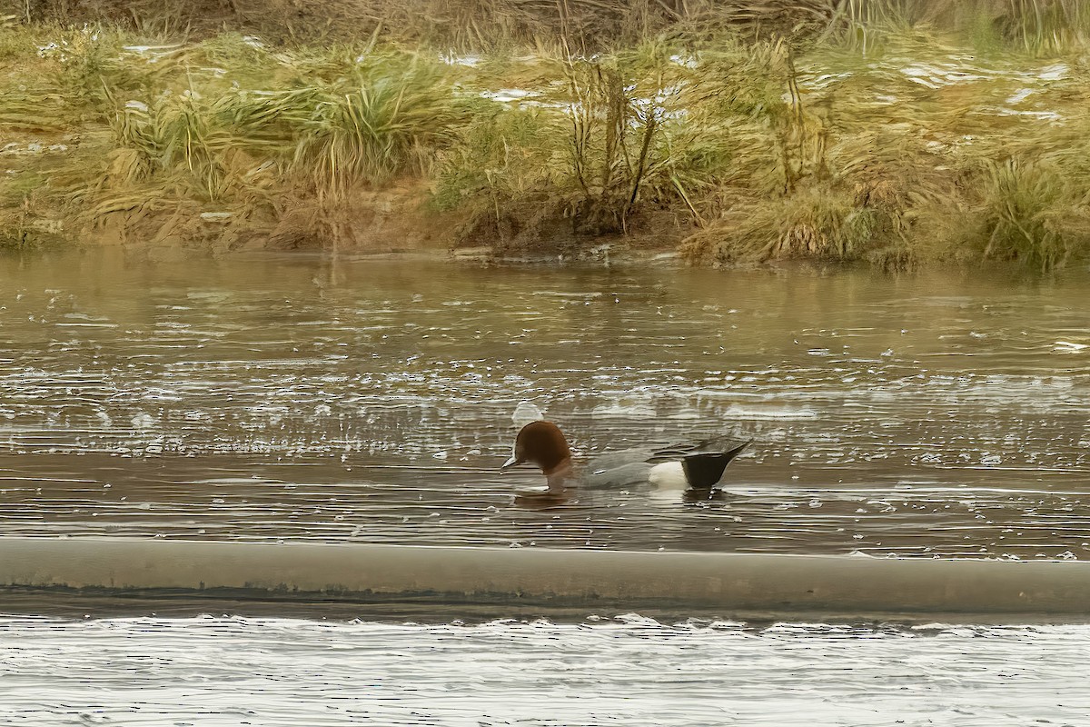 Eurasian Wigeon - Richard Stern