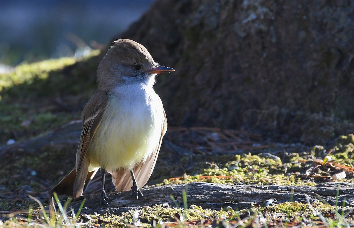 Ash-throated Flycatcher - ML612839455