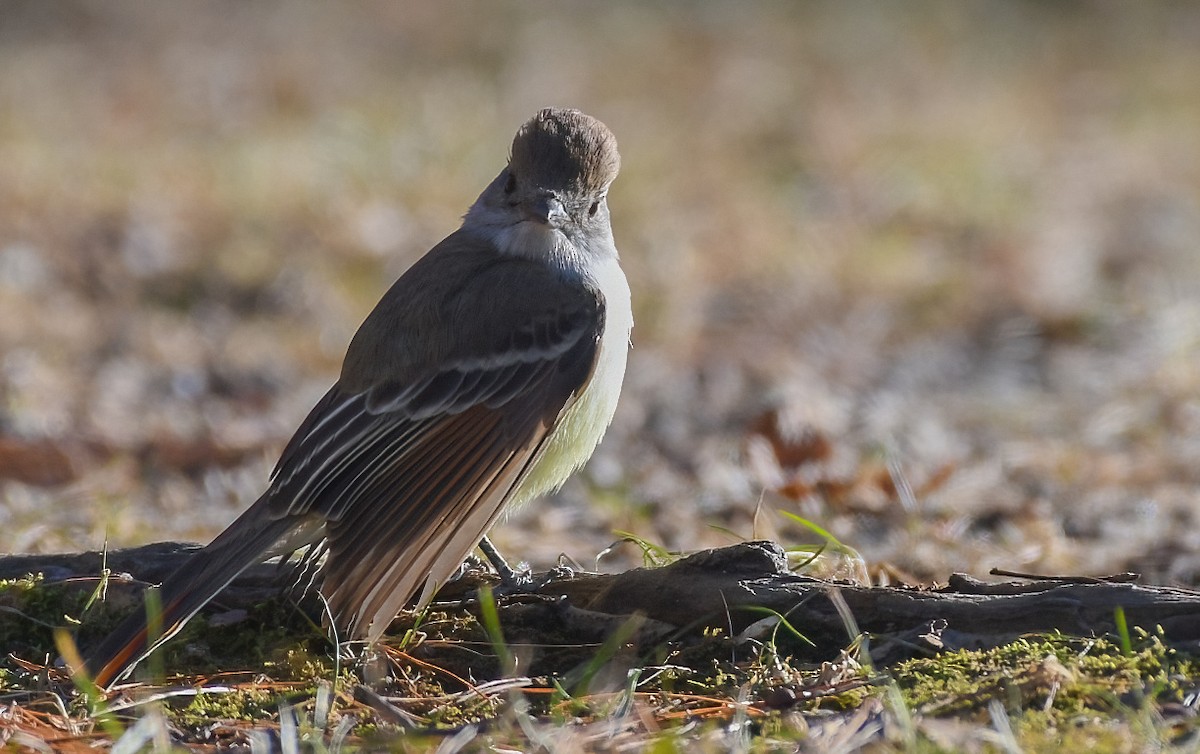 Ash-throated Flycatcher - ML612839456